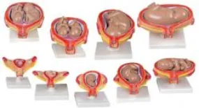 Embryonic Development (Period of Gestation) Model